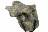 Hadrosaur (Hypacrosaur) Dorsal Vertebra With Stand -Montana #134544-3